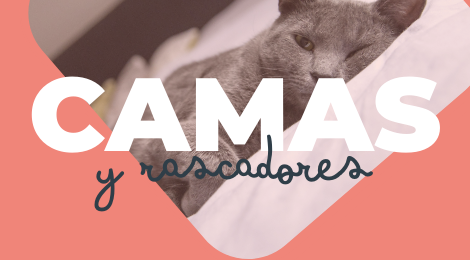 camas y rasacadores para kitten